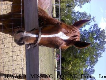 REWARD MISSING EQUINE Fiona, Lost after Coyote Attack Near Creston, NC, 28615