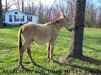 SEARCHING FOR JOHN MULE - Caballo, Near Springfield , MO, 65802