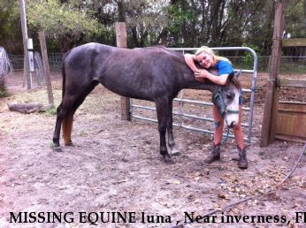 MISSING EQUINE luna , Near inverness, FL, 34452