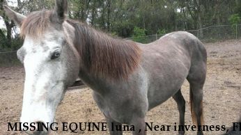 MISSING EQUINE luna , Near inverness, FL, 34452