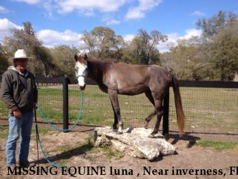 MISSING EQUINE luna , Near inverness, FL, 34452