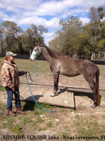 MISSING EQUINE luna , Near inverness, FL, 34452