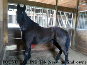 FOUND EQUINE TN- Need to find owner, Near Hendersonville, TN, 37075