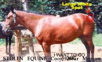 STOLEN EQUINE Coco, Near Morrow  Mountain, OH, 49104