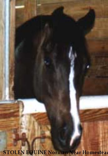 STOLEN EQUINE Norman Near Homestead, FL, 33030