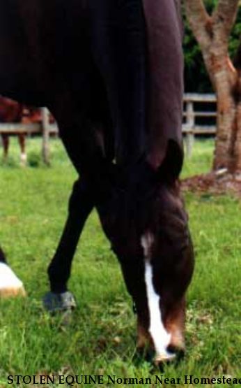 STOLEN EQUINE Norman Near Homestead, FL, 33030