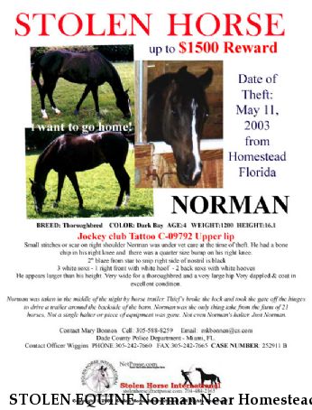 STOLEN EQUINE Norman Near Homestead, FL, 33030