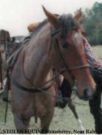 STOLEN EQUINE Strawberry, Near Raleigh, NC, 27602