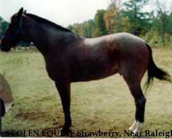 STOLEN EQUINE Strawberry, Near Raleigh, NC, 27602