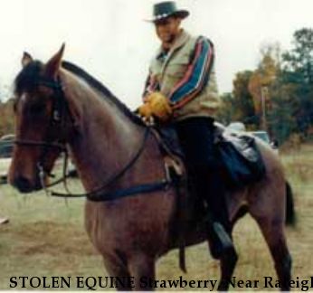 STOLEN EQUINE Strawberry, Near Raleigh, NC, 27602