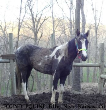 FOUND EQUINE Filly, Near Kansas City, KS, 66109