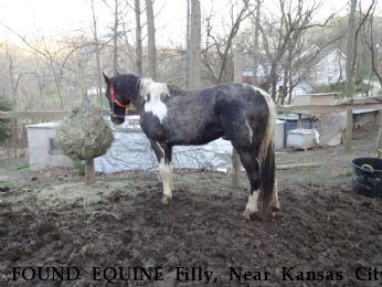 FOUND EQUINE Filly, Near Kansas City, KS, 66109