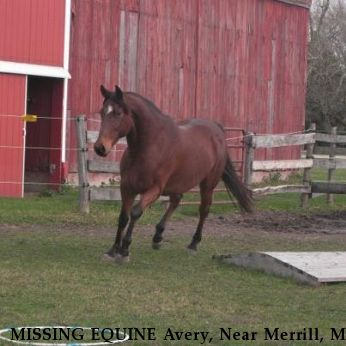 MISSING EQUINE Avery, Near Merrill, MI, 48637