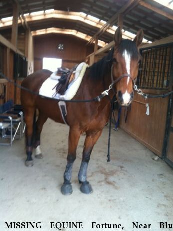 MISSING EQUINE Fortune, Near Blue Ridge, VA, 24064