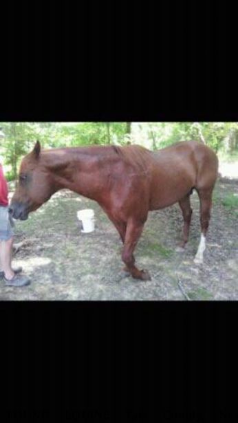 FOUND EQUINE Tate County, Near Strayhorn, MS, 38618