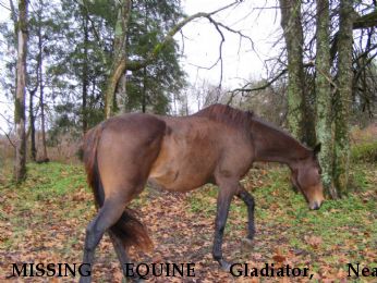 MISSING EQUINE Gladiator, Near Hartsville, TN, 37074