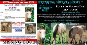 MISSING EQUINE Rocks Lil Golden Dust, REWARD Near Purcellville, VA, 20134