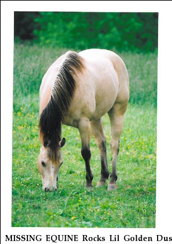 MISSING EQUINE Rocks Lil Golden Dust, REWARD Near Purcellville, VA, 20134