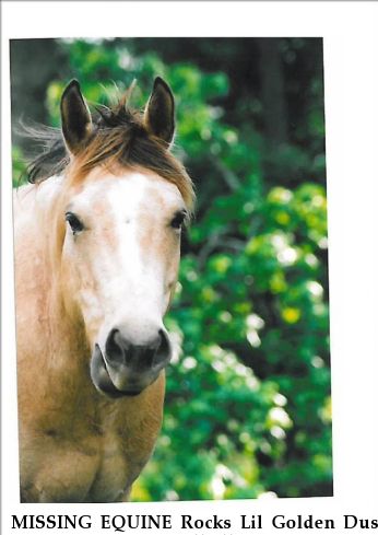 MISSING EQUINE Rocks Lil Golden Dust, REWARD Near Purcellville, VA, 20134