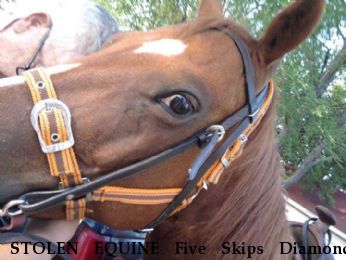 STOLEN EQUINE Five Skips Diamond, Reward Near Archie, MO, 64725