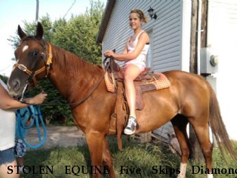 STOLEN EQUINE Five Skips Diamond, Reward Near Archie, MO, 64725