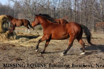 MISSING EQUINE Booming Business, Near Normandy, TN, 37360