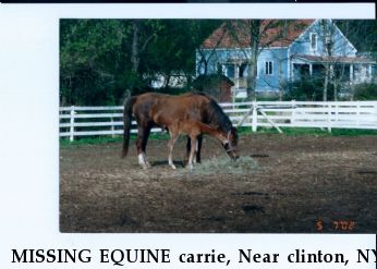 MISSING EQUINE carrie, Near clinton, NY, 13323-3614