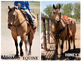 MISSING EQUINE Honey (Leroy Found) Near Antinito, CO, 81120