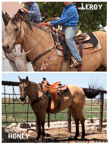 MISSING EQUINE Honey (Leroy Found) Near Antinito, CO, 81120