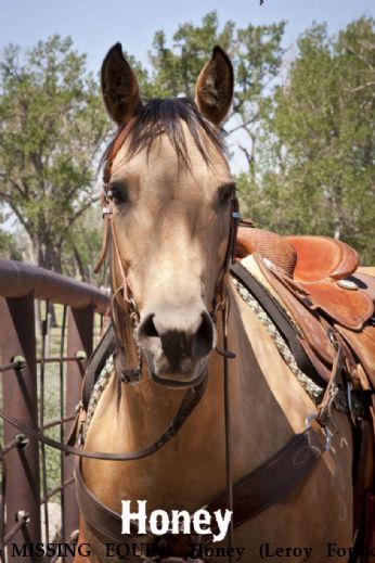 MISSING EQUINE Honey (Leroy Found) Near Antinito, CO, 81120