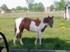 Stolen Equine Peanut Reward Recovered Near Chardon Oh 44024