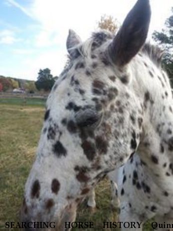 SEARCHING HORSE HISTORY Quinn, Near centre hall, PA, 00000