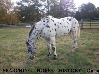 SEARCHING HORSE HISTORY Quinn, Near centre hall, PA, 00000