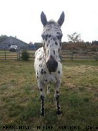 SEARCHING HORSE HISTORY Quinn, Near centre hall, PA, 00000