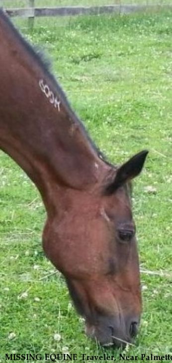 MISSING EQUINE Traveler, Near Palmetto, GA, 30277