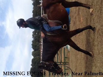 MISSING EQUINE Traveler, Near Palmetto, GA, 30277