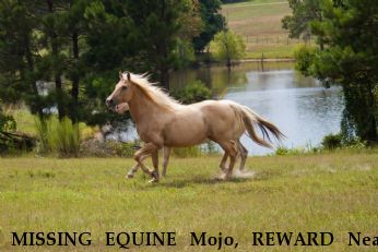 MISSING EQUINE Mojo, REWARD Near Downsville, LA, 71241