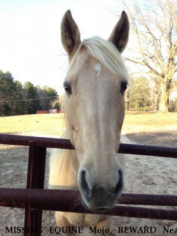 MISSING EQUINE Mojo, REWARD Near Downsville, LA, 71241