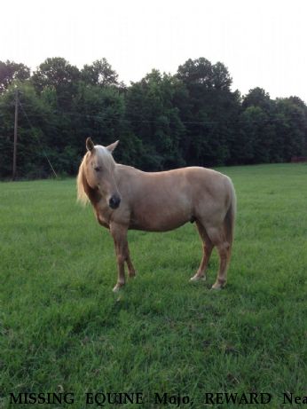 MISSING EQUINE Mojo, REWARD Near Downsville, LA, 71241