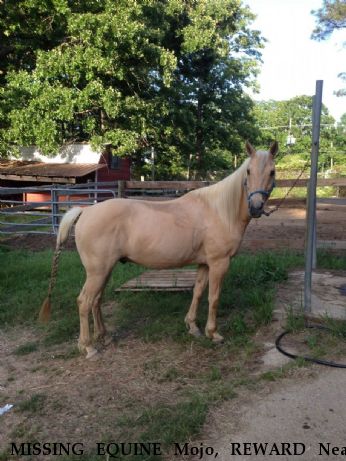 MISSING EQUINE Mojo, REWARD Near Downsville, LA, 71241