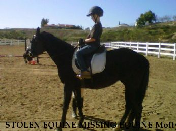 STOLEN EQUINE MISSING EQUINE Molly, Near Temecula, CA, 92592