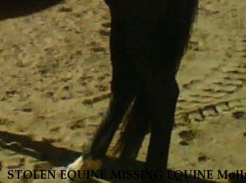 STOLEN EQUINE MISSING EQUINE Molly, Near Temecula, CA, 92592