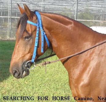 SEARCHING FOR HORSE Camino, Near Jacksonville, FL, 00000