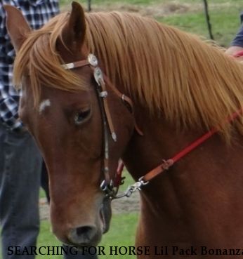 SEARCHING FOR HORSE Lil Pack Bonanza, Near schoharie, NY, 12157