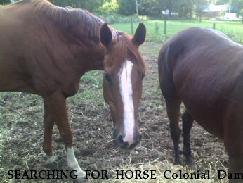 SEARCHING FOR HORSE Colonial Dame aka Laney, Near Herndon, VA, 20171