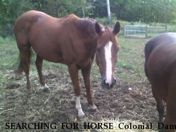 SEARCHING FOR HORSE Colonial Dame aka Laney, Near Herndon, VA, 20171