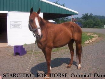 SEARCHING FOR HORSE Colonial Dame aka Laney, Near Herndon, VA, 20171