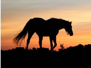 FOUND EQUINE Bay QH -  Near waverly va, VA, 23890