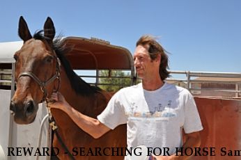 REWARD - SEARCHING FOR HORSE Sam  $1000 REWARD Near Cave Creek, AZ, 85331