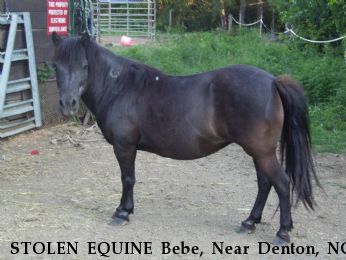 STOLEN EQUINE Bebe, Near Denton, NC, 27239